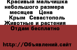 Красивый мальчишка небольшого размера. 7 месяцев › Цена ­ 1 - Крым, Севастополь Животные и растения » Отдам бесплатно   